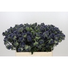 Eryngium Magical Grand Lagoon
