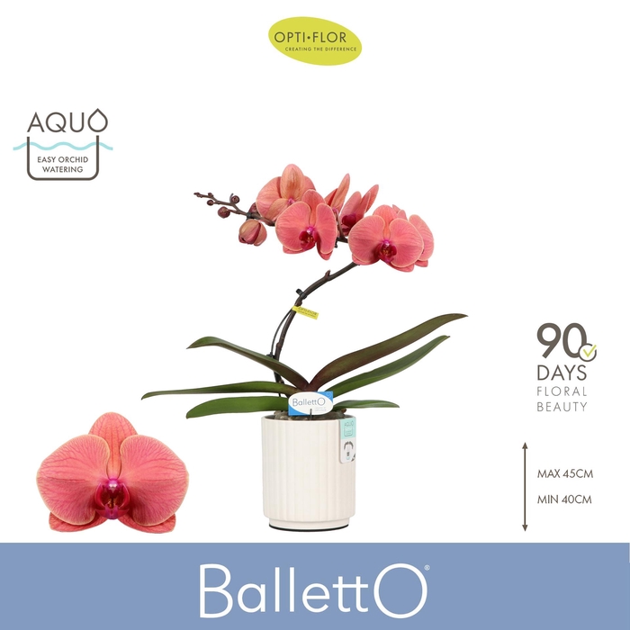 <h4>Balletto Swirl 1 spike in Molise White Aquo</h4>
