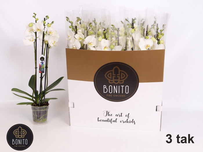 <h4>PHAL AN NOTTINGHAM</h4>