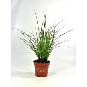 CARE BR VARIEGATA