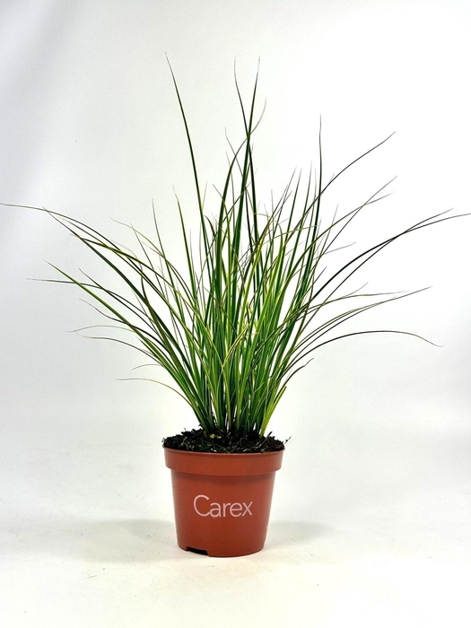 <h4>CARE BR VARIEGATA</h4>