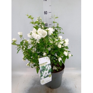 Philadelphus   ...