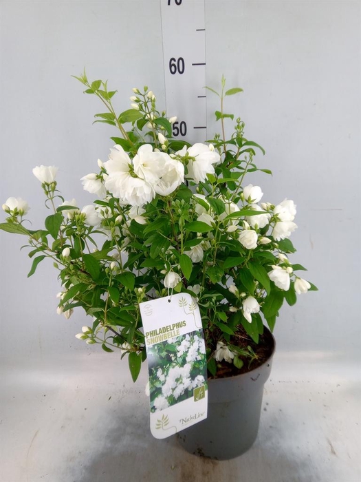<h4>Philadelphus   ...</h4>