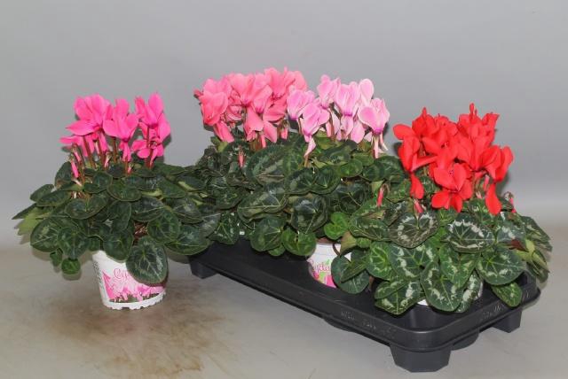 <h4>CYCL GR SUP XL</h4>