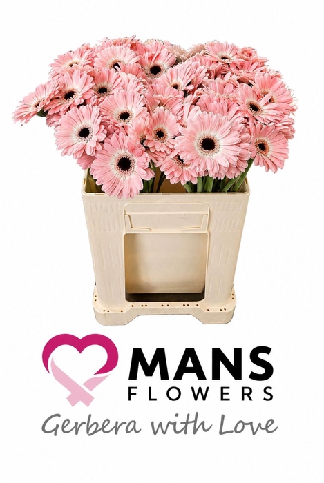 <h4>GE MI DIXON</h4>