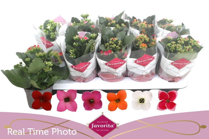 <h4>KAL EN GEM 6 KL</h4>