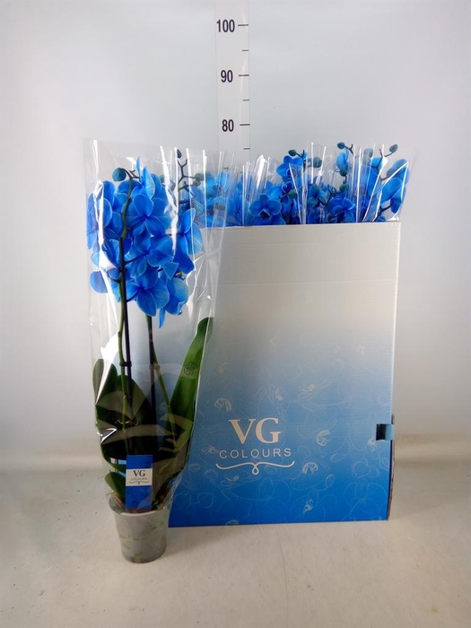 <h4>Phalaenopsis   ...</h4>