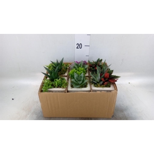 Arr.   Kamerplant Groen L%