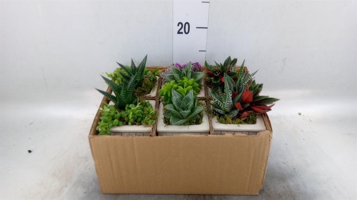 <h4>Arr.   Kamerplant Groen L%</h4>