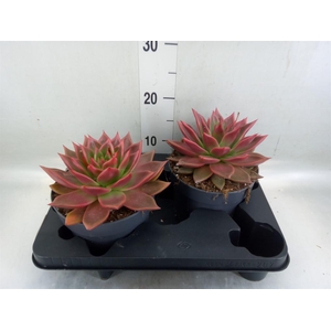 Echeveria   ...
