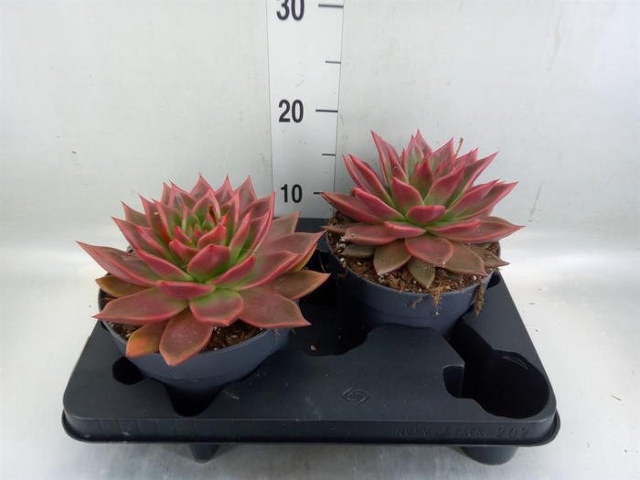 <h4>Echeveria ...</h4>