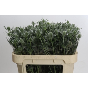 Eryngium Silver Dynamite