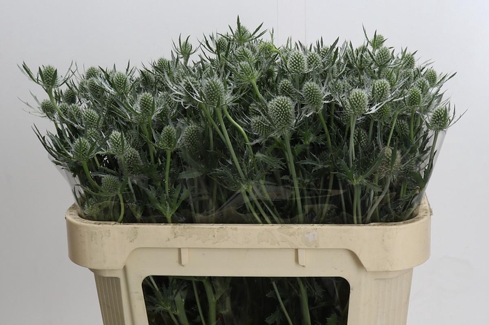 <h4>Eryngium Silver Dynamite</h4>