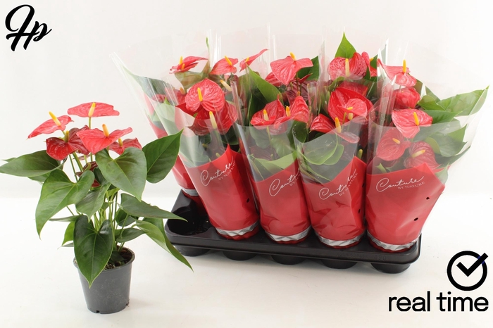 <h4>ANTHU AN ESUDO</h4>