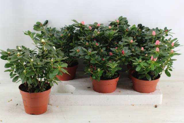 <h4>RHODO SI GEM</h4>