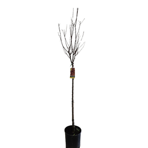 Prunus amygdalopersica