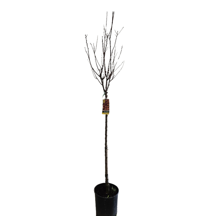 <h4>Prunus amygdalopersica</h4>