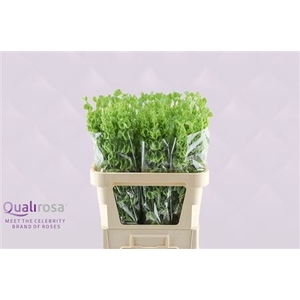 MOLUCCELLA STUK