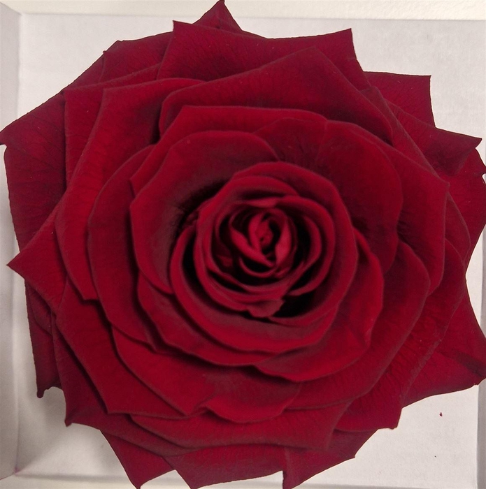 Ro Pres Xl Red