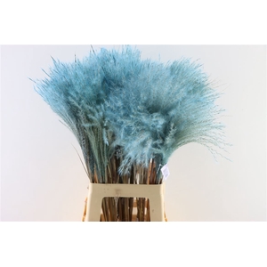 Dried Stipa Feather L. Blue P. Stem