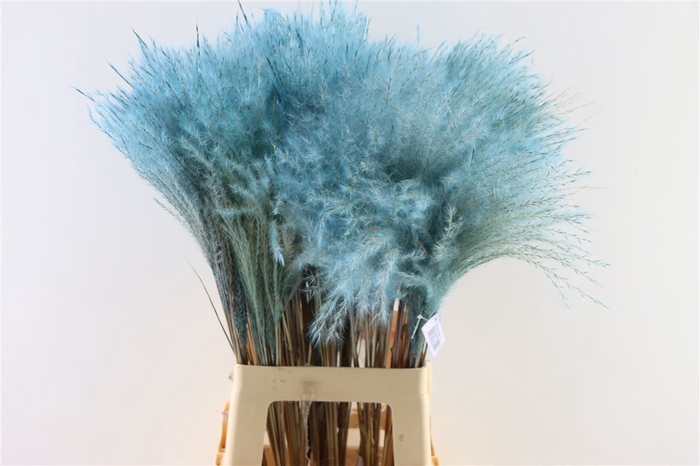 Dried Stipa Feather L. Blue P. Stem