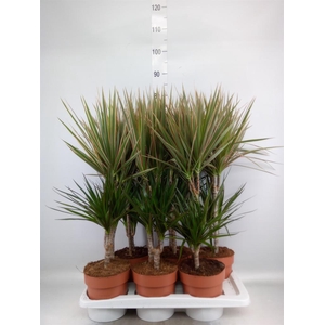 Dracaena   ...mix