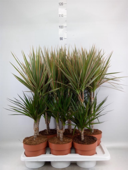 <h4>Dracaena   ...mix</h4>