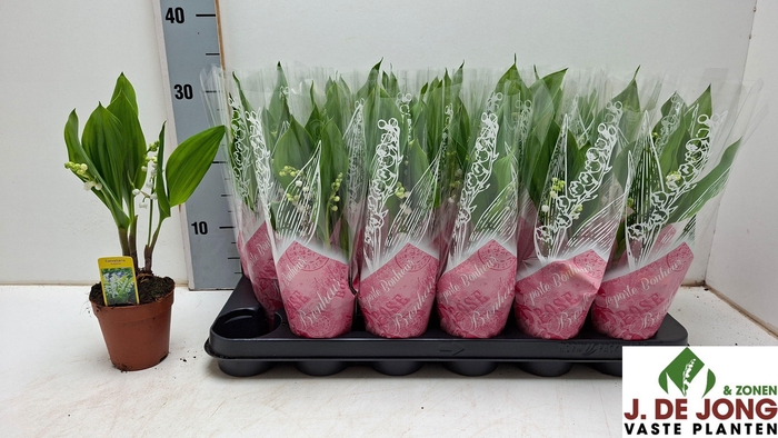 <h4>CONVALLARIA MAJALIS</h4>