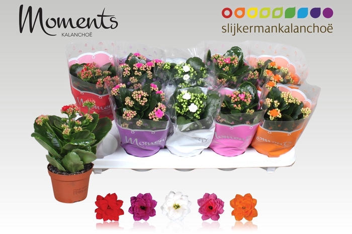 <h4>KAL GE GEM 5 KL</h4>