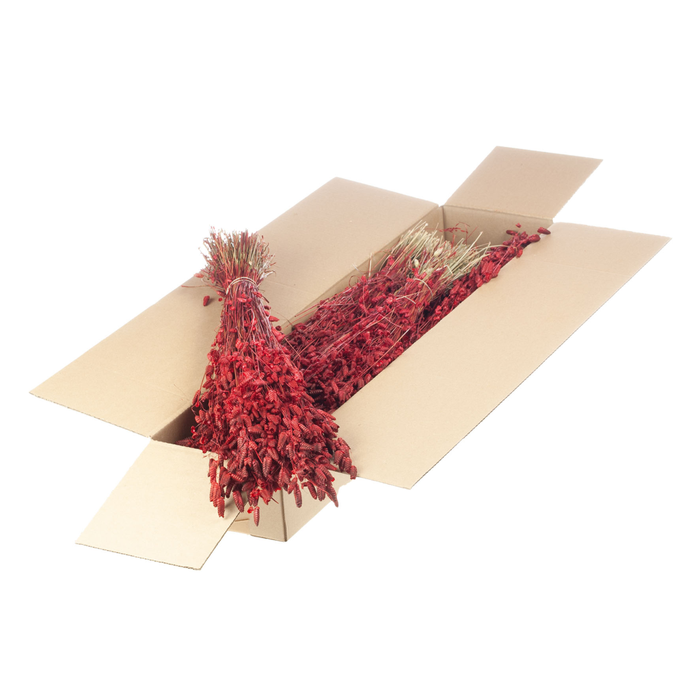 <h4>Briza Maxima Sb Red</h4>