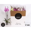 Phal Gem 8 Kl