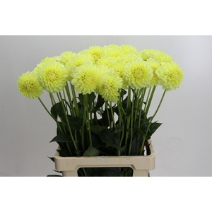 Dahlia (Decorative Grp) 'Banana Baby'
