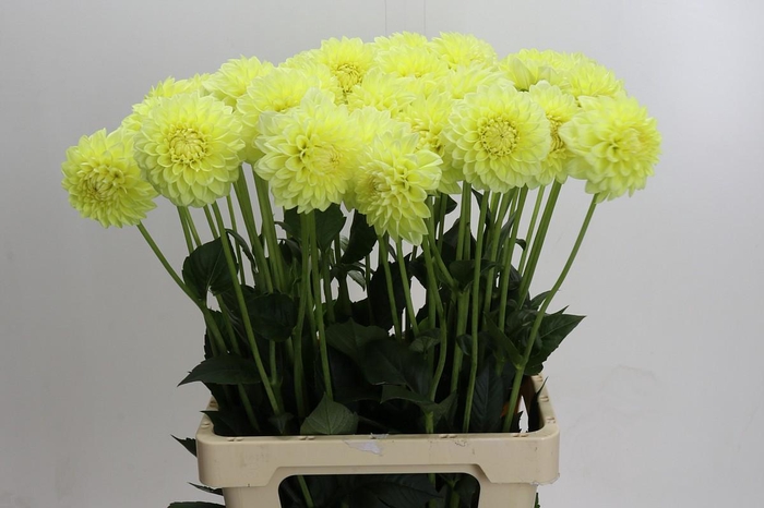Dahlia (Decorative Grp) 'Banana Baby'