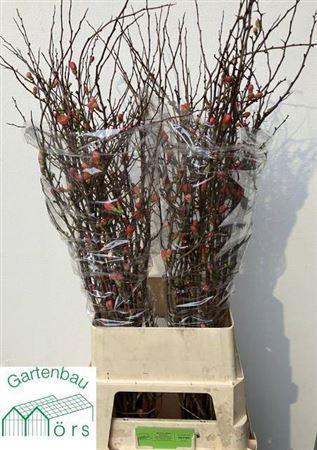 Chaenomeles Super 130cm