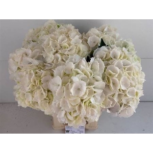 Hydr M Royal Princes 65cm
