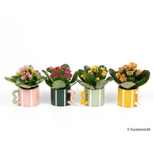 KALANCHOE BLOSSFELDIANA  p6