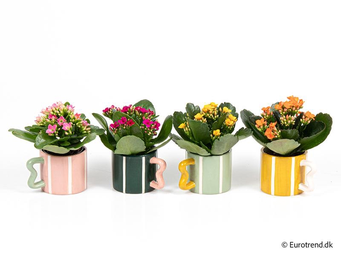 <h4>KALANCHOE BLOSSFELDIANA  p6</h4>