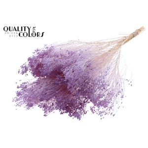 Broom Bloom p/bunch in poly Bleached Milka