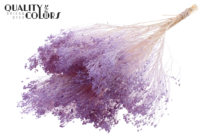 <h4>Broom Bloom p/bunch in poly Bleached Milka</h4>