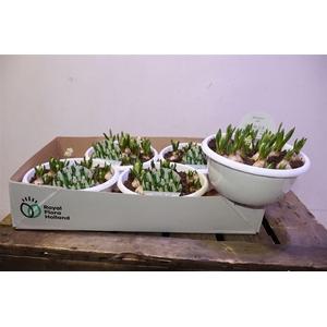 arr8 Muscar White Magic