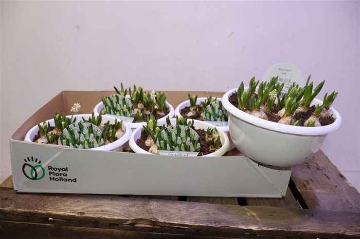 <h4>arr8 Muscar White Magic</h4>