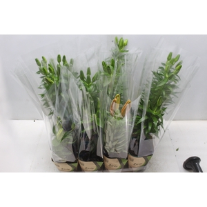 LIRIO VARIADO P12 QUADRADO