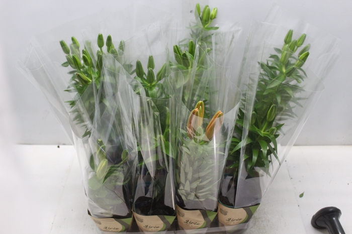 <h4>LIRIO VARIADO P12 QUADRADO</h4>