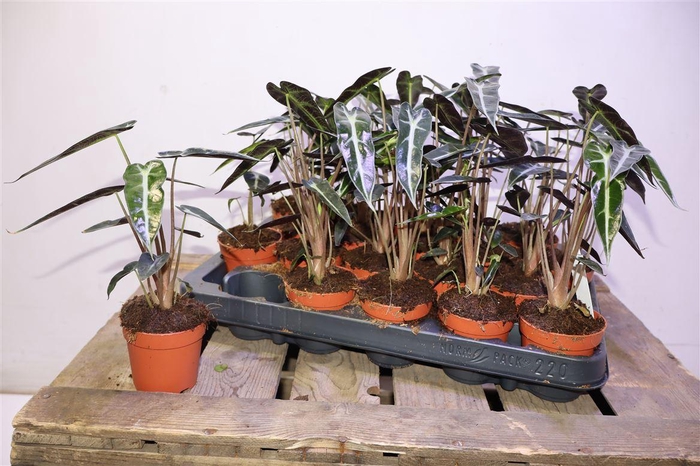 <h4>Aloc X Amazonica</h4>