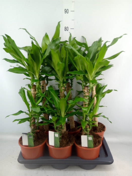 <h4>Dracaena frag. 'Steudneri'</h4>