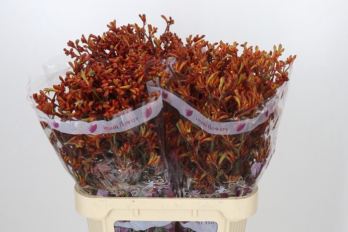 <h4>Anigozanthos Kangaroo Paw Mixed</h4>