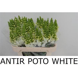 Antir Poto White