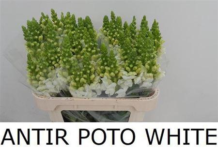 <h4>Antir Poto White</h4>