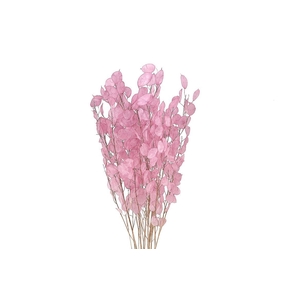 Dried Lunaria Pink 90cm P Bunch