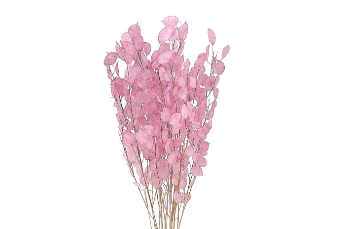 <h4>Dried Lunaria Pink 90cm P Bunch</h4>